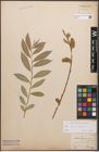 Foto von Salix caprea L. x Salix purpurea L.